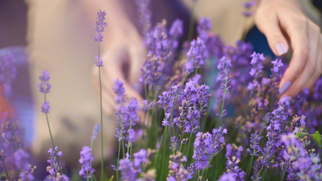 Healing Herbs