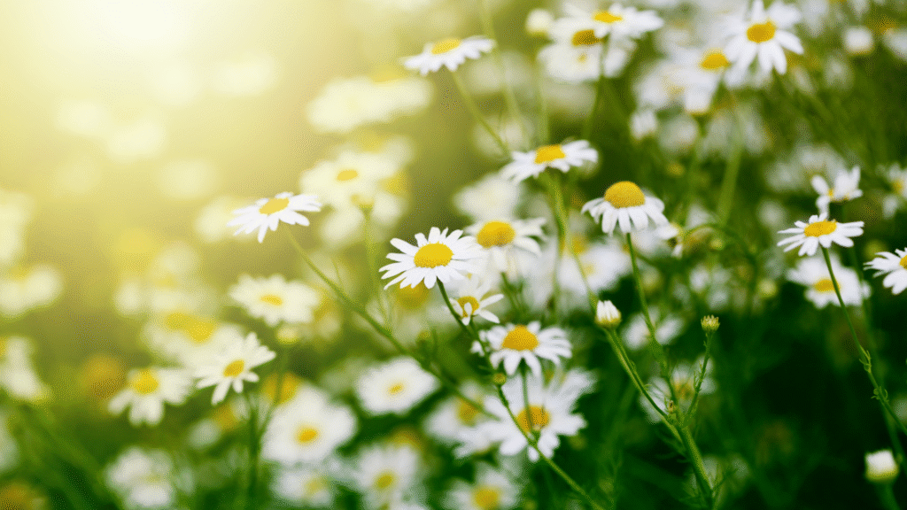 Healing Herbs