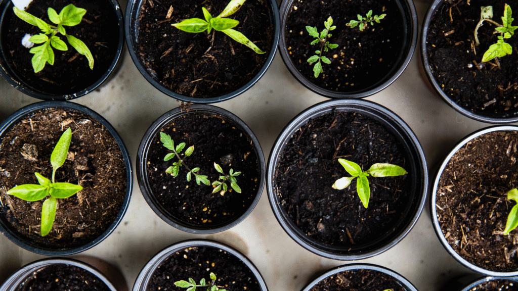 Gardening for Stress Relief