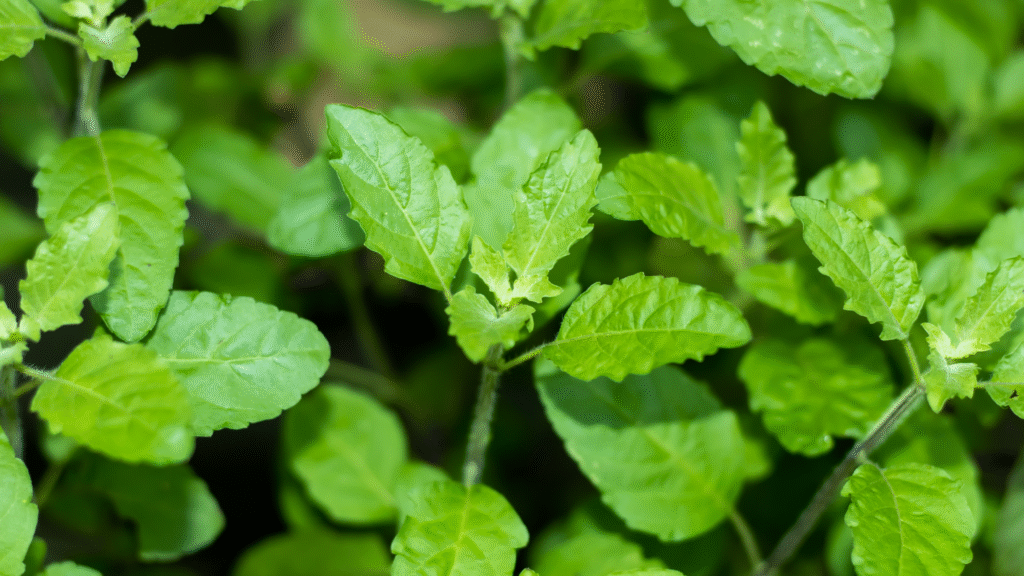 Healing Herbs
