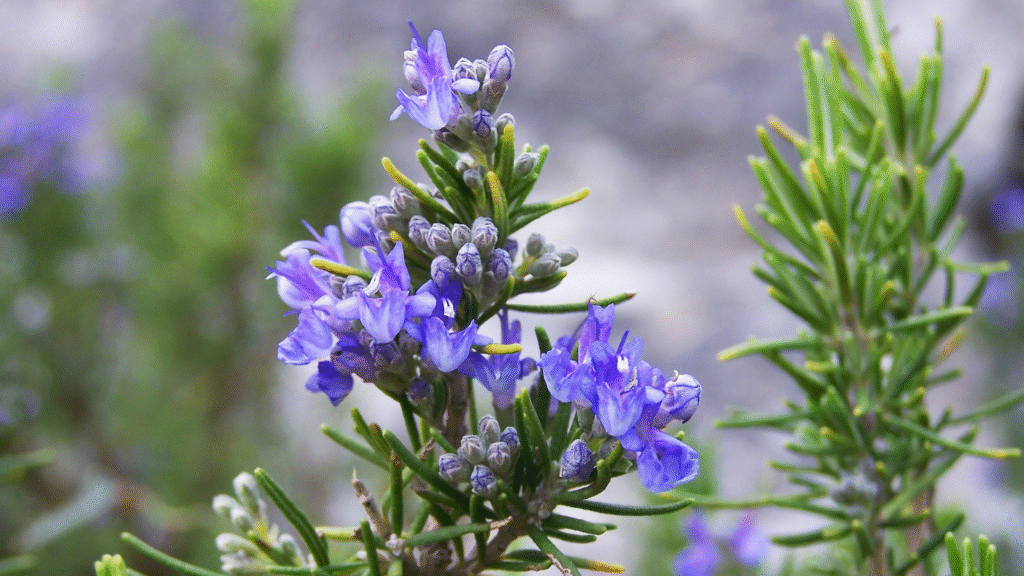 Healing Herbs